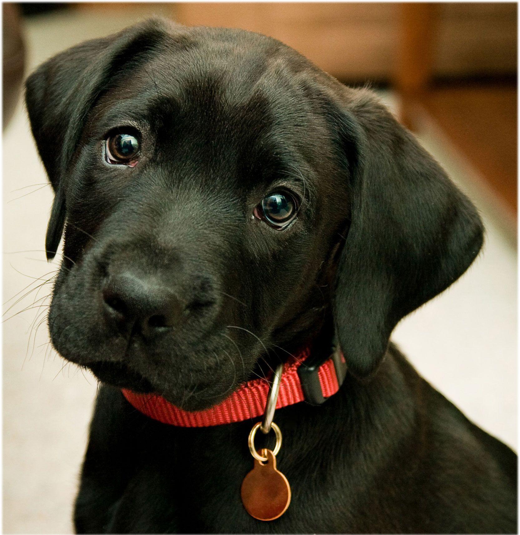 Black Lab